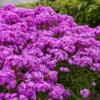 'Opening Act Ultrapink' Hybrid Phlox -Plant Series 4adfcf30022043e4d0c4d532b1c000c1
