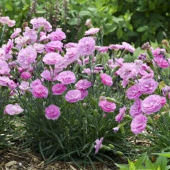 Fruit Punch® 'Sweetie Pie' Dianthus 8 Fruit Punch® 'Sweetie Pie' Dianthus -Plant Series 4c286a16d7dc6b236cd3f82900869979