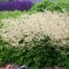 'Chantilly Lace' Goatsbeard -Plant Series 4d4b07857cef5fdfa1c6b777859ed9a6