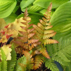 'Brilliance' Autumn Fern -Plant Series 4fb90e3de29e1304e5c30e13719d9064