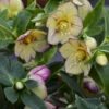 Honeymoon® Tropical Sunset Lenten Rose