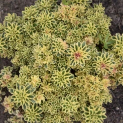 'Atlantis' Stonecrop -Plant Series 5056f02e9a561759672bee380943a21a