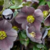 Honeymoon® Vegas Nights Lenten Rose -Plant Series 506Helleborus VegasNights 1