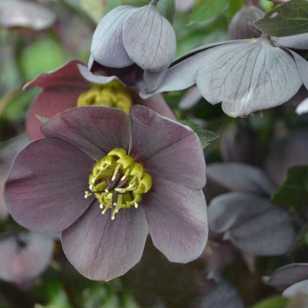 Honeymoon® Vegas Nights Lenten Rose 4 Honeymoon® Vegas Nights Lenten Rose - Image 2