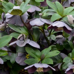 Honeymoon® Vegas Nights Lenten Rose 7 Honeymoon® Vegas Nights Lenten Rose -Plant Series 506Helleborus VegasNights 3