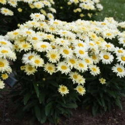Amazing Daisies® 'Banana Cream II' Shasta Daisy -Plant Series 509Leucanthemumsuperbum BananaCreamII 1