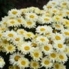 Amazing Daisies® 'Banana Cream II' Shasta Daisy 1 Amazing Daisies® 'Banana Cream II' Shasta Daisy -Plant Series 509Leucanthemumsuperbum BananaCreamII 2