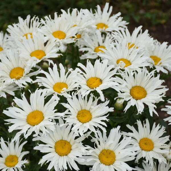 Amazing Daisies® 'Spun Silk' Shasta Daisy 3 Amazing Daisies® 'Spun Silk' Shasta Daisy