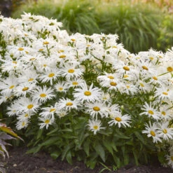 Amazing Daisies® 'Spun Silk' Shasta Daisy 9 Amazing Daisies® 'Spun Silk' Shasta Daisy -Plant Series 510Leucanthemumsuperbum SpunSilk 3