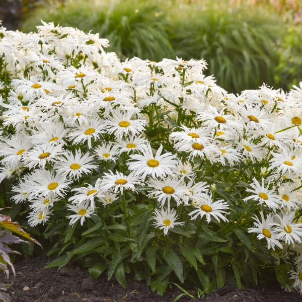Amazing Daisies® 'Spun Silk' Shasta Daisy 5 Amazing Daisies® 'Spun Silk' Shasta Daisy - Image 3