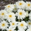 Amazing Daisies® 'Marshmallow' Shasta Daisy -Plant Series 511Leucanthemumsuperbum Marshmallow 1