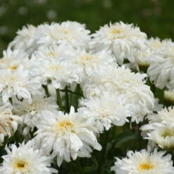 Amazing Daisies® 'Marshmallow' Shasta Daisy 8 Amazing Daisies® 'Marshmallow' Shasta Daisy -Plant Series 511Leucanthemumsuperbum Marshmallow 3