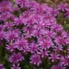 'Leading Lady Amethyst' Bee Balm -Plant Series 512Monarda LeadingLadyAmethyst 1