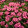 'Leading Lady Pink' Bee Balm -Plant Series 513Monarda LeadingLadyPink 1