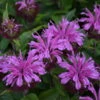 'Pardon My Lavender II' Bee Balm -Plant Series 515Monardadidyma PardonMyLavenderII 1