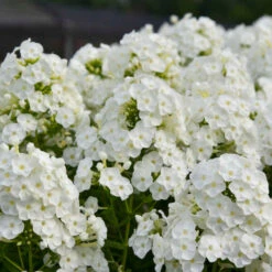 Luminary™ 'Backlight' Tall Garden Phlox -Plant Series 518Phloxpaniculata Backlight 2