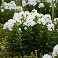 Luminary™ 'Backlight' Tall Garden Phlox -Plant Series 518Phloxpaniculata Backlight 3