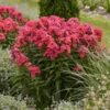 Luminary™ 'Sunset Coral' Tall Garden Phlox -Plant Series 519Phloxpaniculata SunsetCoral 1