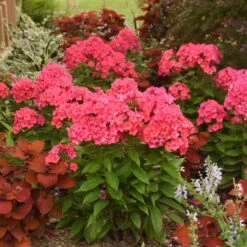 Luminary™ 'Sunset Coral' Tall Garden Phlox 9 Luminary™ 'Sunset Coral' Tall Garden Phlox -Plant Series 519Phloxpaniculata SunsetCoral 3