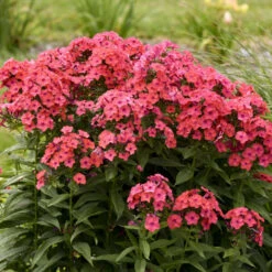 Luminary™ 'Sunset Coral' Tall Garden Phlox 10 Luminary™ 'Sunset Coral' Tall Garden Phlox -Plant Series 519Phloxpaniculata SunsetCoral 4