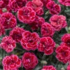 Fruit Punch® 'Black Cherry Frost' Dianthus 1 Fruit Punch® 'Black Cherry Frost' Dianthus -Plant Series 51f5d83b1e835d9b3c4403bdb0338adf