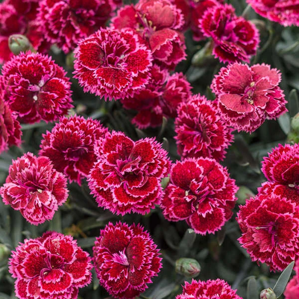 Fruit Punch® 'Black Cherry Frost' Dianthus 3 Fruit Punch® 'Black Cherry Frost' Dianthus