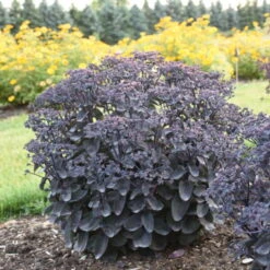 Rock 'N Grow® 'Back In Black' Stonecrop -Plant Series 520Sedum BackinBlack 2