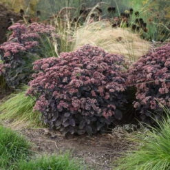 Rock 'N Grow® 'Back In Black' Stonecrop -Plant Series 520Sedum BackinBlack 3