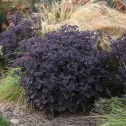 Rock 'N Grow® 'Back In Black' Stonecrop -Plant Series 520Sedum BackinBlack 4