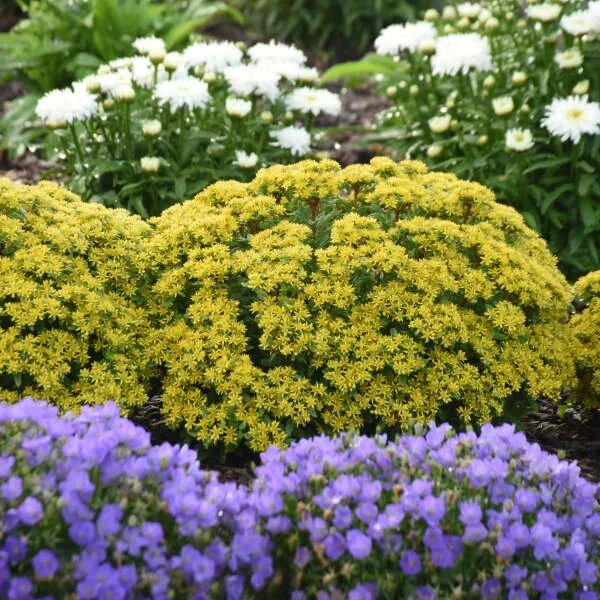 Rock 'N Round® 'Bright Idea' Stonecrop 4 Rock 'N Round® 'Bright Idea' Stonecrop - Image 2