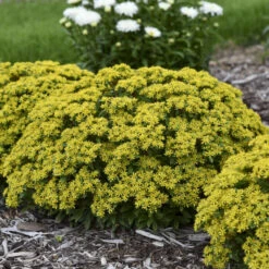 Rock 'N Round® 'Bright Idea' Stonecrop 8 Rock 'N Round® 'Bright Idea' Stonecrop -Plant Series 521Sedum BrightIdea 3