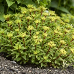 Rock 'N Round® 'Bright Idea' Stonecrop 9 Rock 'N Round® 'Bright Idea' Stonecrop -Plant Series 521Sedum BrightIdea 4