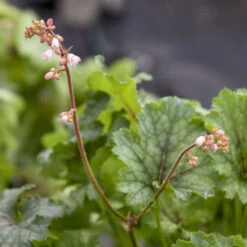 Fun And Games® 'Shadow Tag' Foamy Bells -Plant Series 52279fe2f37de96830f8455da8957103