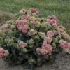 Rock 'N Grow® 'Coraljade' Stonecrop 1 Rock 'N Grow® 'Coraljade' Stonecrop -Plant Series 522Sedum Coraljade 1