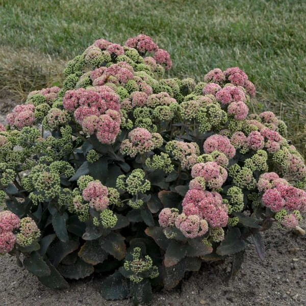 Rock 'N Grow® 'Coraljade' Stonecrop 3 Rock 'N Grow® 'Coraljade' Stonecrop