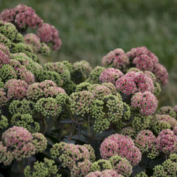 Rock 'N Grow® 'Coraljade' Stonecrop 4 Rock 'N Grow® 'Coraljade' Stonecrop - Image 2