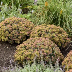 Rock 'N Grow® 'Coraljade' Stonecrop 9 Rock 'N Grow® 'Coraljade' Stonecrop -Plant Series 522Sedum Coraljade 3