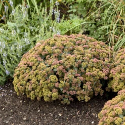 Rock 'N Grow® 'Coraljade' Stonecrop 10 Rock 'N Grow® 'Coraljade' Stonecrop -Plant Series 522Sedum Coraljade 4
