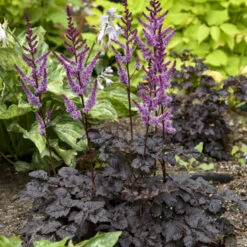 'Dark Side Of The Moon' Astilbe -Plant Series 525Astilbe DarkSideoftheMoon 2