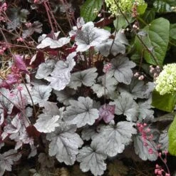 Dolce® 'Silver Gumdrop' Coral Bells 10 Dolce® 'Silver Gumdrop' Coral Bells -Plant Series 525 1969 popup sw