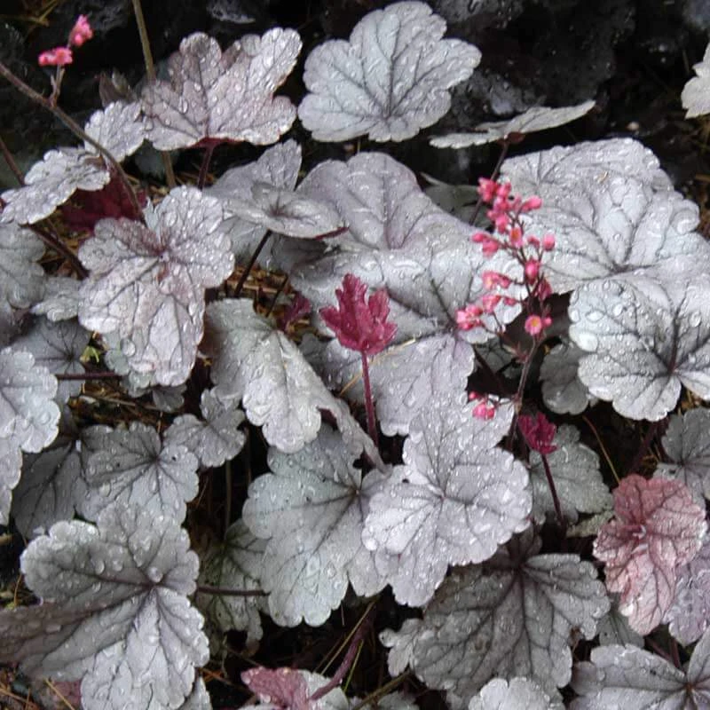 Dolce® 'Silver Gumdrop' Coral Bells 4 Dolce® 'Silver Gumdrop' Coral Bells - Image 2