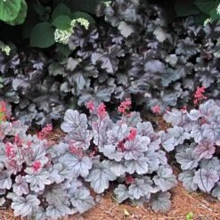 Dolce® 'Silver Gumdrop' Coral Bells 12 Dolce® 'Silver Gumdrop' Coral Bells -Plant Series 525 1972 popup sw