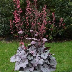 Dolce® 'Silver Gumdrop' Coral Bells 11 Dolce® 'Silver Gumdrop' Coral Bells -Plant Series 525 1974 popup sw