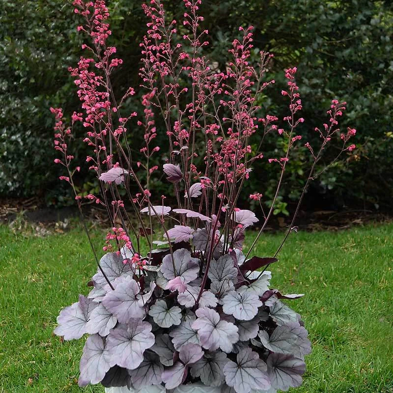 Dolce® 'Silver Gumdrop' Coral Bells 6 Dolce® 'Silver Gumdrop' Coral Bells - Image 4
