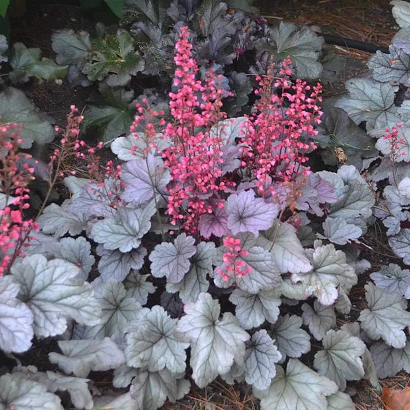 Dolce® 'Silver Gumdrop' Coral Bells 3 Dolce® 'Silver Gumdrop' Coral Bells