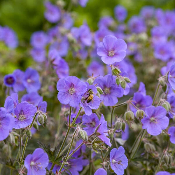 'Boom Chocolatta' Cranesbill 3 'Boom Chocolatta' Cranesbill