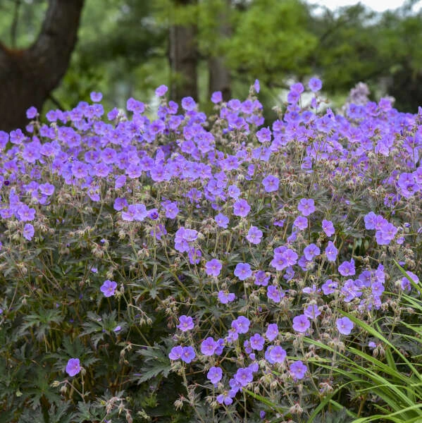 'Boom Chocolatta' Cranesbill 4 'Boom Chocolatta' Cranesbill - Image 2