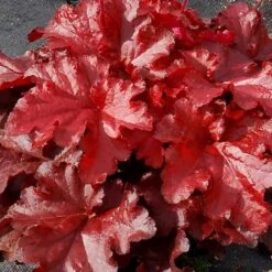 Forever® Red Coral Bells 7 Forever® Red Coral Bells -Plant Series 527 1990 popup sw
