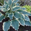 Shadowland® 'Hope Springs Eternal' Hosta -Plant Series 529Hosta HopeSpringsEternal 1