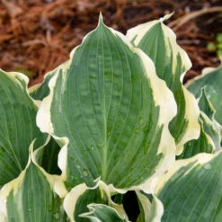 Shadowland® 'Hope Springs Eternal' Hosta -Plant Series 529Hosta HopeSpringsEternal 4